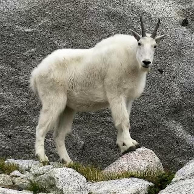 Ye - Kanye West